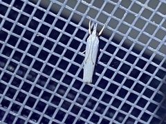 Microcrambus biguttellus