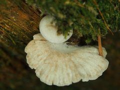 Claudopus