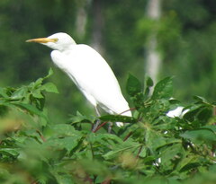 Bubulcus ibis