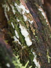 Henningsomyces candidus