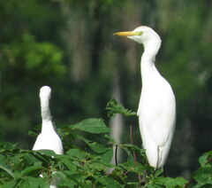 Bubulcus ibis