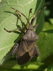 Piezogaster calcarator