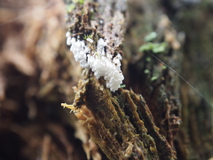 Henningsomyces candidus