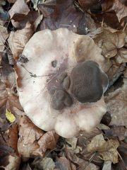 Clitocybe nebularis