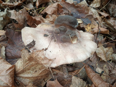 Clitocybe nebularis
