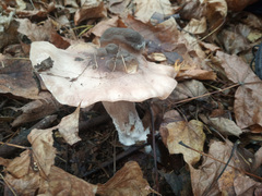 Clitocybe nebularis