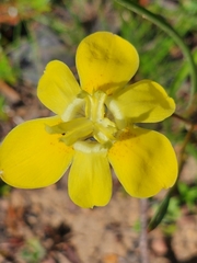 Moraea bituminosa