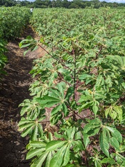 Manihot esculenta