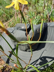 Moraea bituminosa