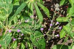 Cyanthillium cinereum