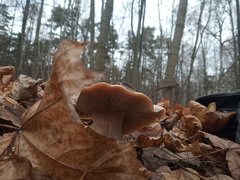 Clitocybe nebularis
