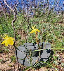 Moraea bituminosa