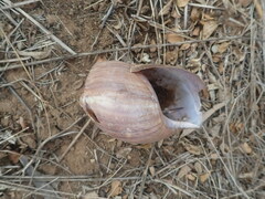 Lissachatina fulica