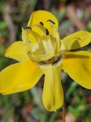 Moraea bituminosa