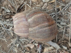 Lissachatina fulica
