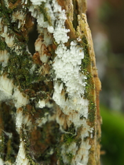 Henningsomyces candidus