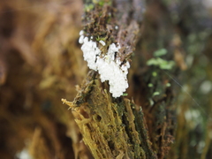 Henningsomyces candidus