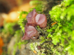 Gelatinodiscaceae