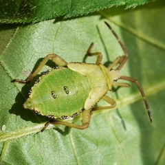 Piezogaster calcarator