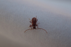 Ptinus