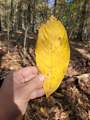 Asimina triloba