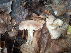 Clitocybe nebularis