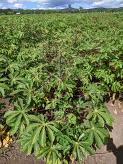 Manihot esculenta