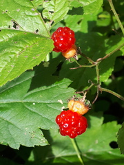 Rubus crataegifolius