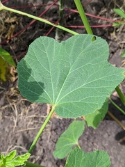 Abelmoschus esculentus