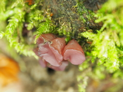 Gelatinodiscaceae