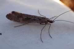 Glyphopsyche irrorata