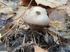 Lycoperdon perlatum