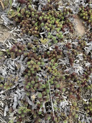 Limonium kraussianum