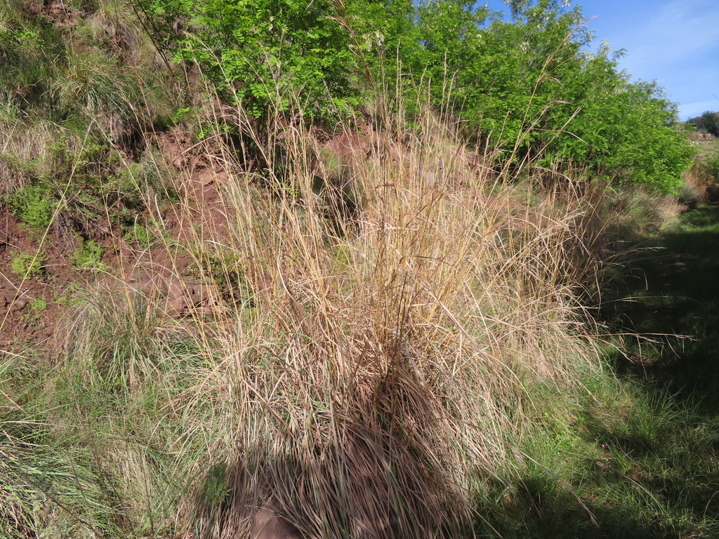 Hyparrhenia dichroa (Hyparrhenia dichroa)