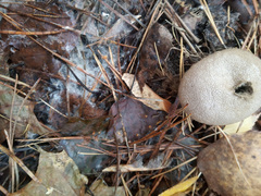 Lycoperdon perlatum