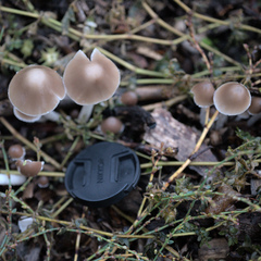 Candolleomyces