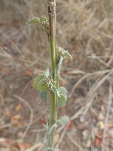 Image of Abutilon angulatum by (c) agujaceratops, some rights reserved (CC BY)