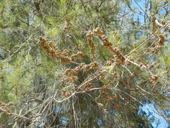 Casuarina equisetifolia