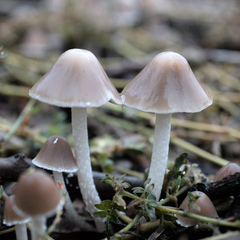 Candolleomyces