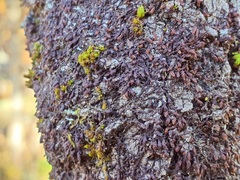 Frullania bolanderi