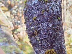 Frullania bolanderi
