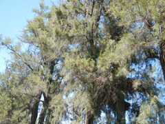Casuarina equisetifolia
