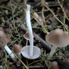 Candolleomyces