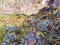 Cladonia cenotea