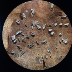 Physarum bivalve