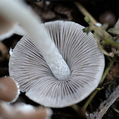 Candolleomyces