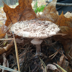 Chlorophyllum rhacodes