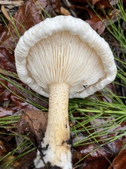 Melanoleuca verrucipes