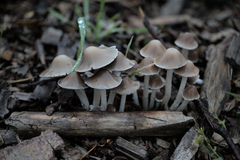 Candolleomyces