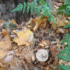 Chlorophyllum rhacodes